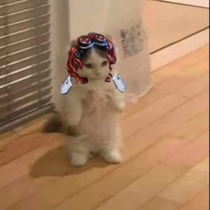 Meet your Posher, Apollo